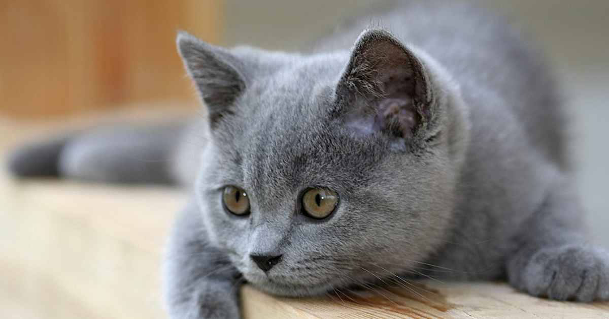 Картинки серых кошек. Голубой британец кот. Британская короткошёрстная кошка пепельная. Серенькие котята британские. Кот серый.