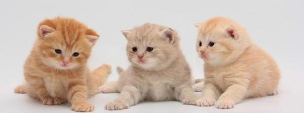 ��� ������� ��������.