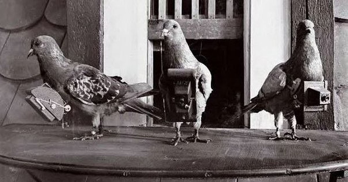 Pigeons May Use Iron-Rich Liver Cells as a Biological Compass