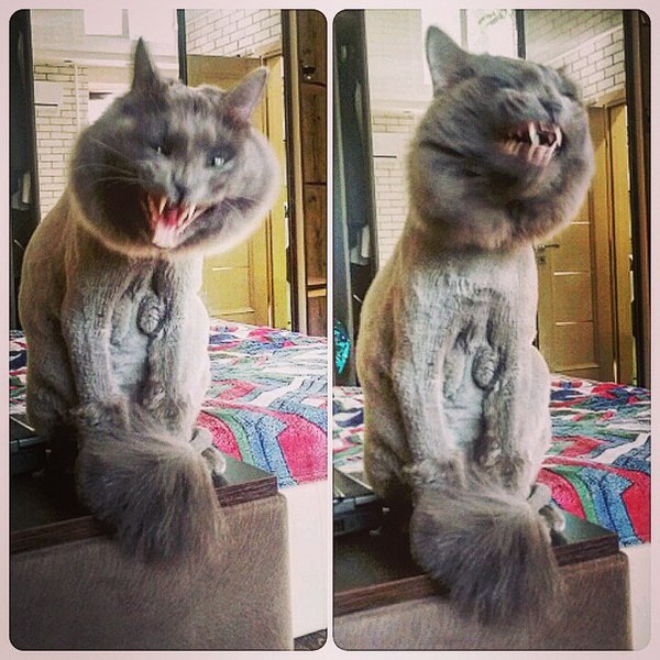 ����� ���������� ������� �������