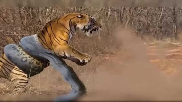Tiger vs Python Real Fight ,     ,  , , , , 