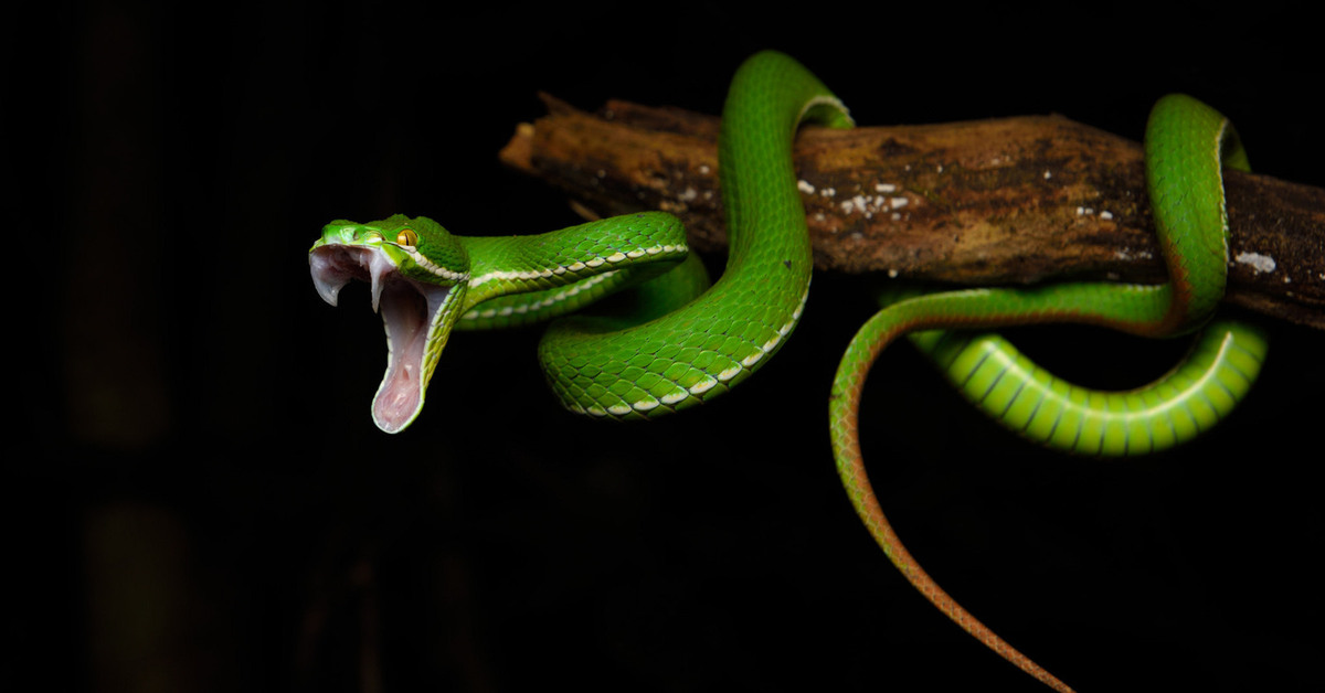 Слушать змея пустила. Белогубая куфия. Зеленая куфия. Зеленая куфия змея. Trimeresurus albolabris.