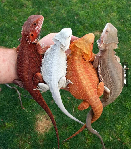 Цветные дракончики