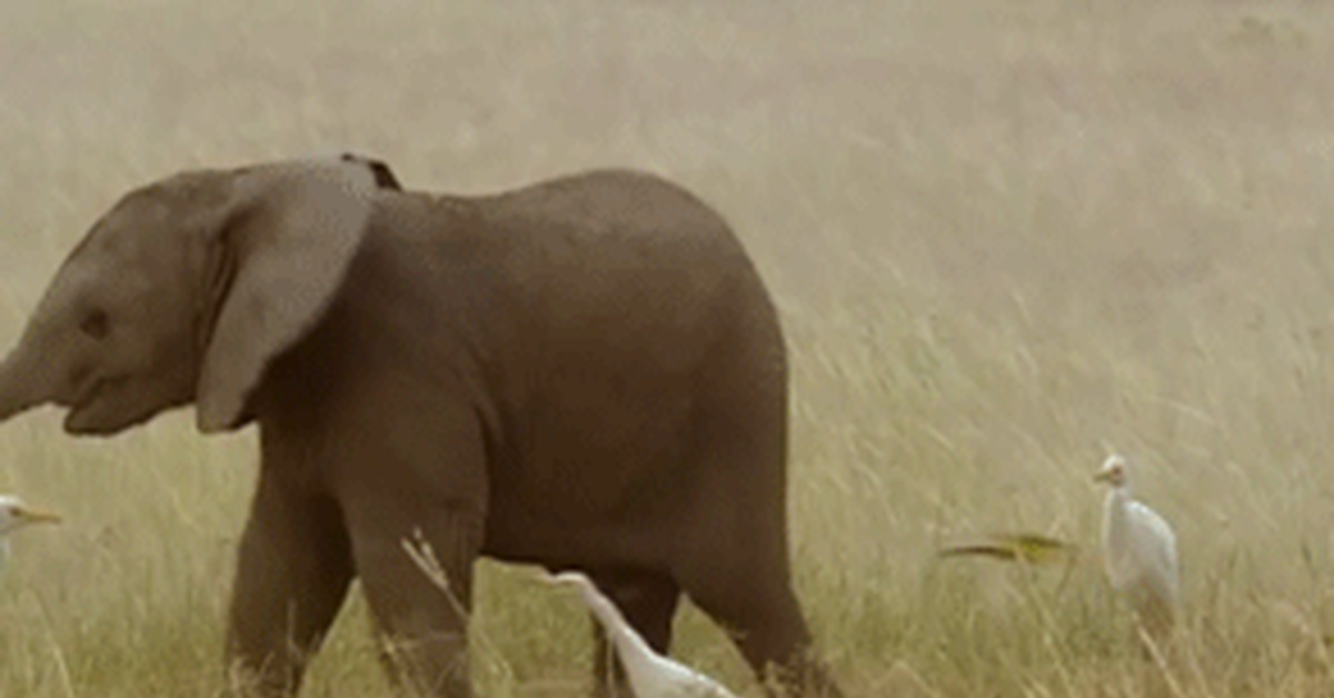 Elephant Sex Gif