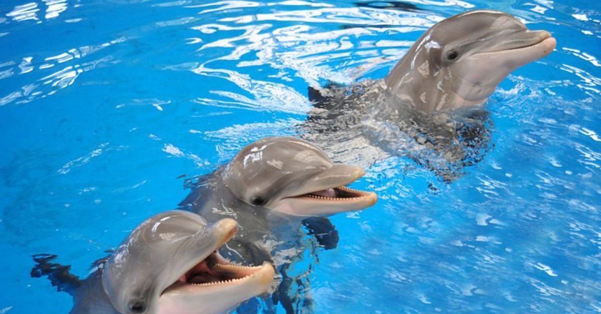 Дельфин издает звуки. Дельфины. Дельфин фото. Красивые дельфины. Три дельфина.