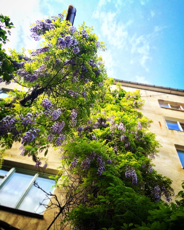 Глициния. Крым