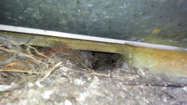 Что делать если дома поселились воробьи?