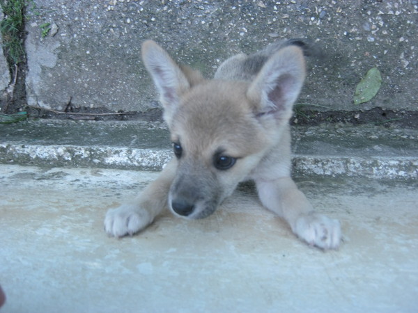 �, ��� ���