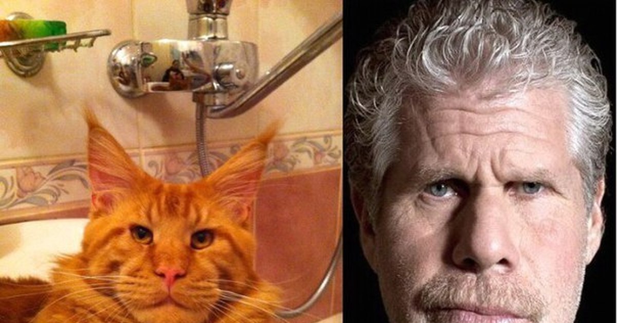Рон перлман похож. Актёр рон перлман и кот. Рон перлман на кого похож. Актер который похож на кота мейн куна. Актёр рон перлман и кот.