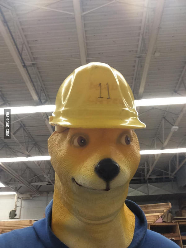  Doge ! 9GAG, , Doge, 