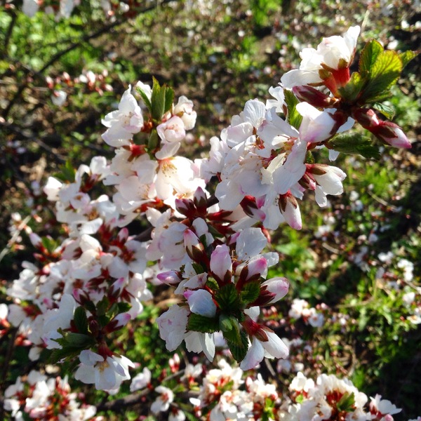 Весеннее настроение