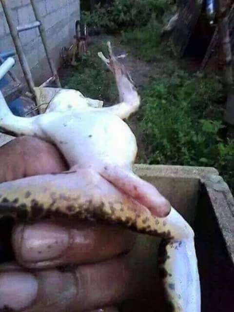 Қыз ұйықтап қалды да, ебініп қалды. Қарау.