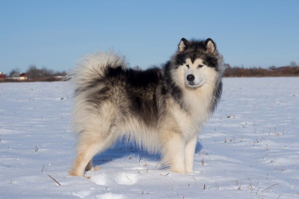 ���� ��������) ������� ��� ������