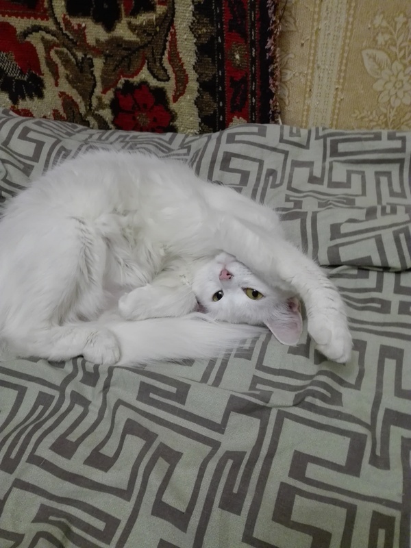 Хитрая кошка