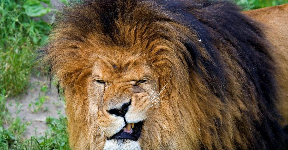 Обижает лев. Довольный Лев. Волосы как грива у Льва. Животное Лев бизнесмен. Трепать Льва за гриву.