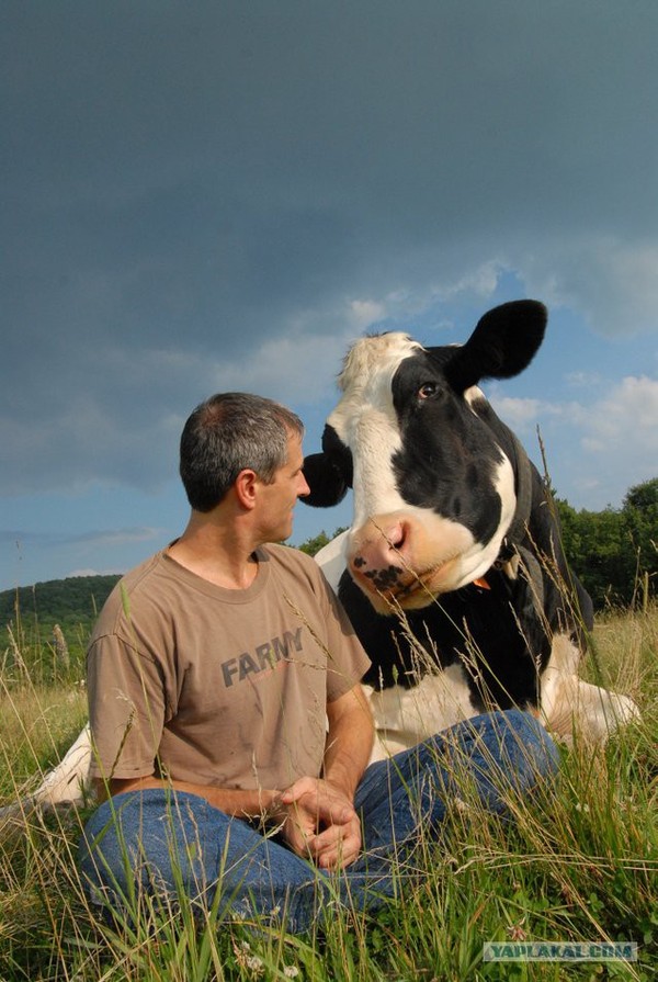 Петров увидел доску, бревно и корову. И сразу вспомнил всех трех своих бывших девушек