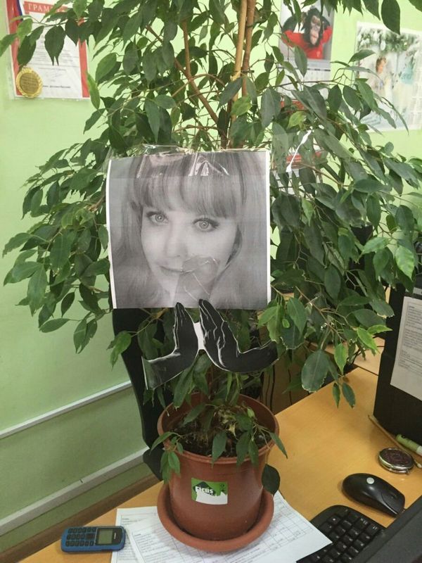 Пока я болела фикус занял моё место на работе