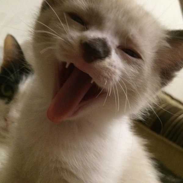 Хотели сфотографировать милого котенка. Вот что получилось