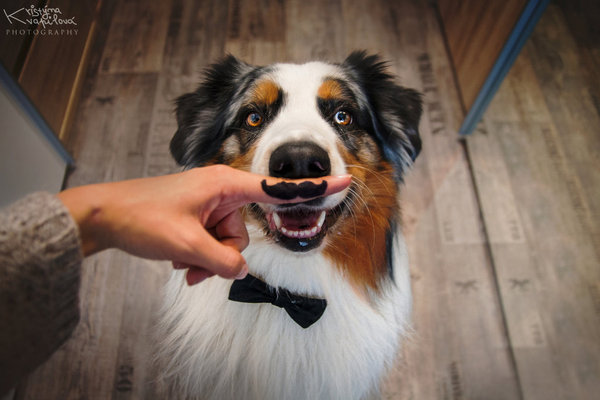 Такой стильный!