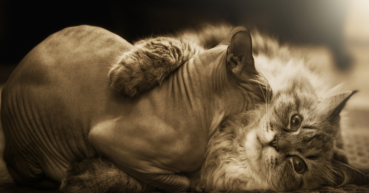 Я твой маленький кошмарик. Лысый кот в свитере. Лысый пушистый кот. Донской сфинкс. Пушистые лысые коты.