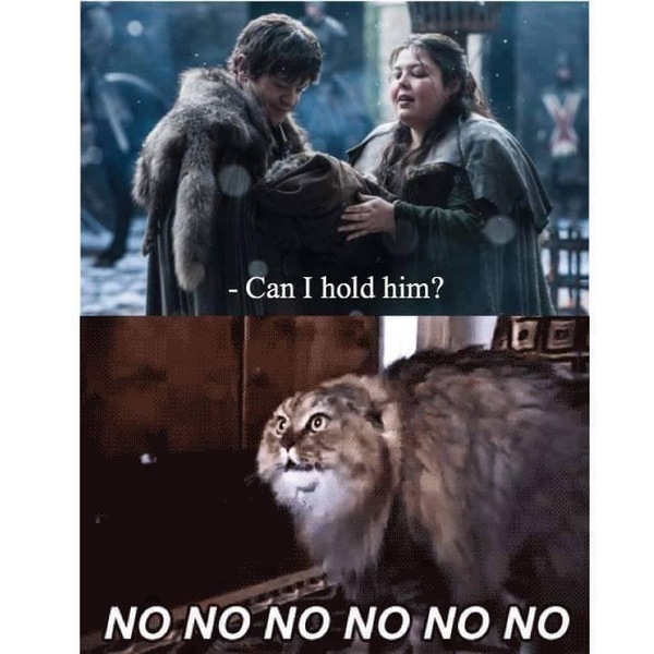  !    , , Nonono Cat