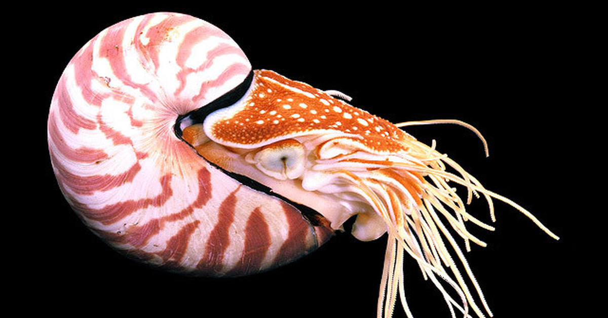 Морское головоногое. Головоногие моллюски Наутилус. Наутилус головоногий моллюск раковина. Наутилус Помпилиус моллюск. Наутилус брюхоногие.