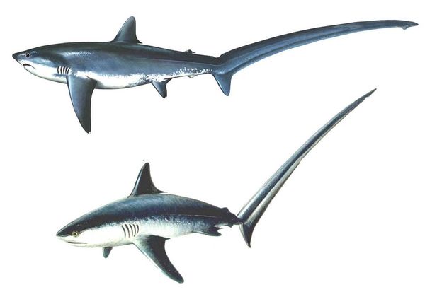 акула у нее хвост такой же длины как все тело. Смотреть фото акула у нее хвост такой же длины как все тело. Смотреть картинку акула у нее хвост такой же длины как все тело. Картинка про акула у нее хвост такой же длины как все тело. Фото акула у нее хвост такой же длины как все тело акула у нее хвост такой же длины как все тело. Смотреть фото акула у нее хвост такой же длины как все тело. Смотреть картинку акула у нее хвост такой же длины как все тело. Картинка про акула у нее хвост такой же длины как все тело. Фото акула у нее хвост такой же длины как все тело