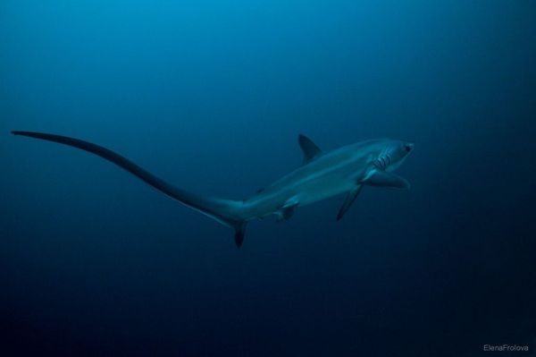 акула у нее хвост такой же длины как все тело. Смотреть фото акула у нее хвост такой же длины как все тело. Смотреть картинку акула у нее хвост такой же длины как все тело. Картинка про акула у нее хвост такой же длины как все тело. Фото акула у нее хвост такой же длины как все тело акула у нее хвост такой же длины как все тело. Смотреть фото акула у нее хвост такой же длины как все тело. Смотреть картинку акула у нее хвост такой же длины как все тело. Картинка про акула у нее хвост такой же длины как все тело. Фото акула у нее хвост такой же длины как все тело