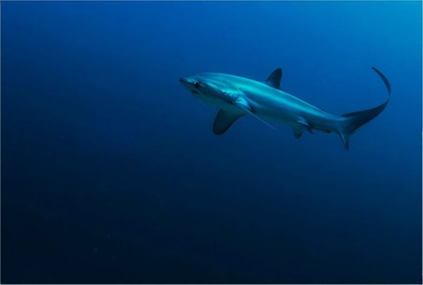 акула у нее хвост такой же длины как все тело. Смотреть фото акула у нее хвост такой же длины как все тело. Смотреть картинку акула у нее хвост такой же длины как все тело. Картинка про акула у нее хвост такой же длины как все тело. Фото акула у нее хвост такой же длины как все тело акула у нее хвост такой же длины как все тело. Смотреть фото акула у нее хвост такой же длины как все тело. Смотреть картинку акула у нее хвост такой же длины как все тело. Картинка про акула у нее хвост такой же длины как все тело. Фото акула у нее хвост такой же длины как все тело