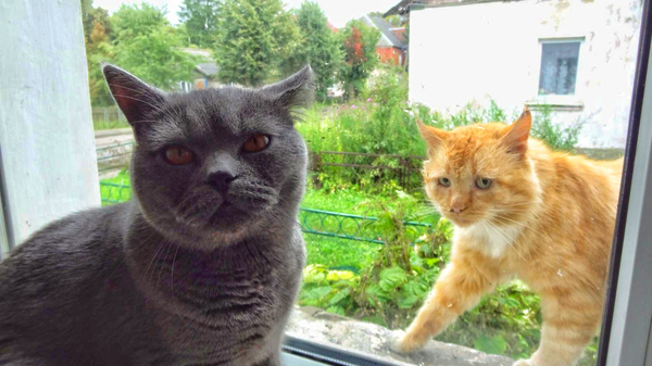 ���������� ��������.