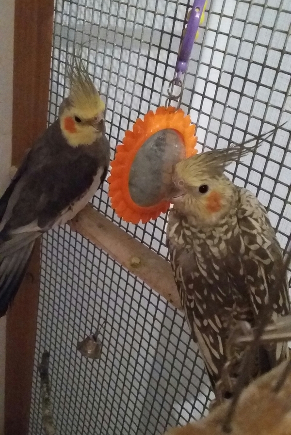 Когда надоели друг другу...