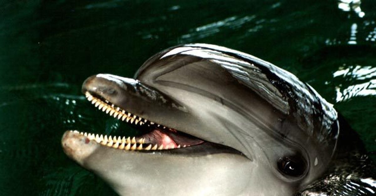 Череп дельфина афалина. Дельфин 2 челюсти. Пасть дельфина. Пасть дельфина. Дельфин 2 челюсти.