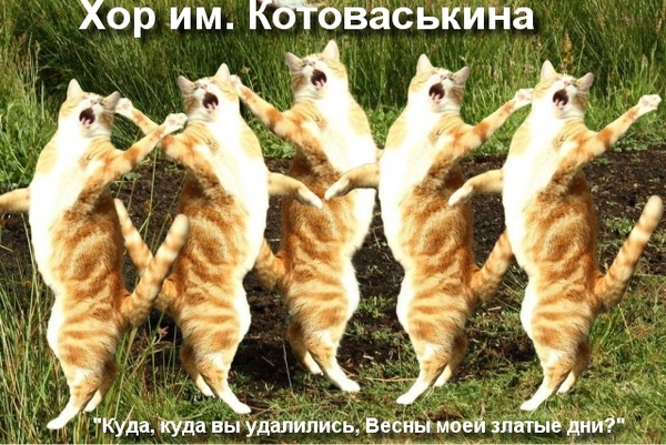 Поющие коты | Пикабу