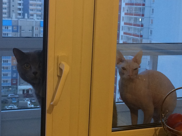 ����, ������...