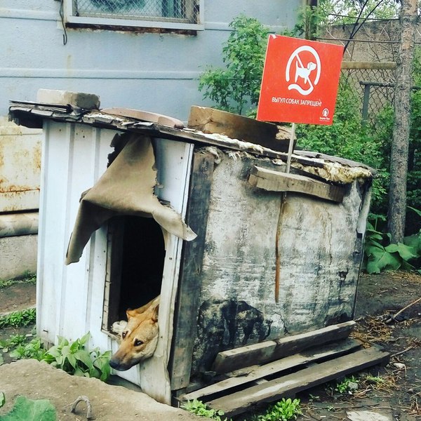 Коты, Коты, Собеседования! Завтра пятница, и да будем мы спокойны как этот пёса.
