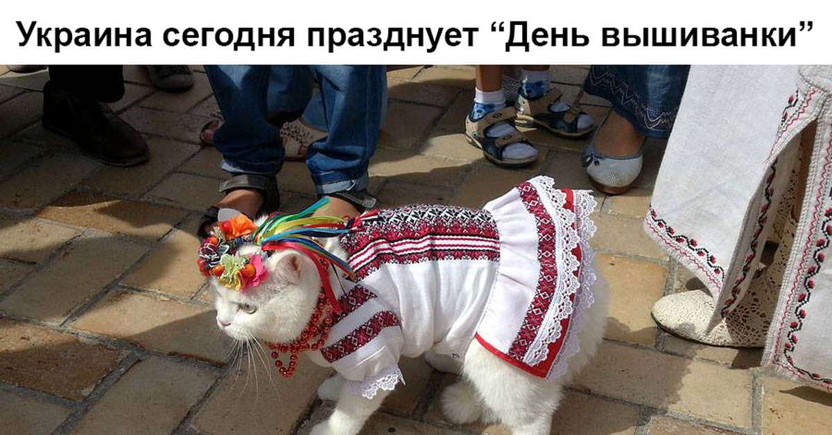 Кот украинец. Собака в вышиванке. Кошки в вышиванках. Кот в украинской одежде. Котики в украинской вышиванке.