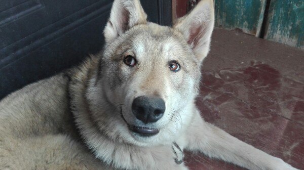 Собака что-то знает