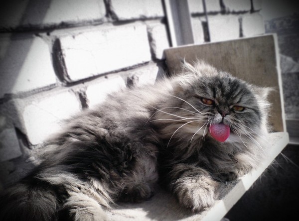 Котопес Кот, Подстава, Моё, Длиннопост