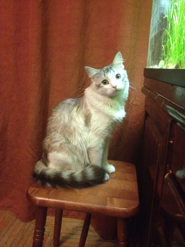 Потерялся котей