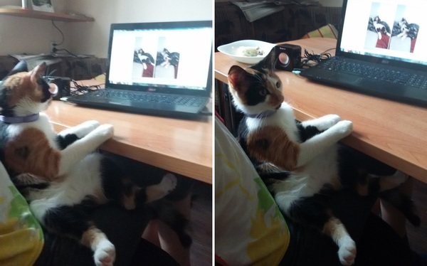 Когда увидела свои фотки и поняла, что ты толстая