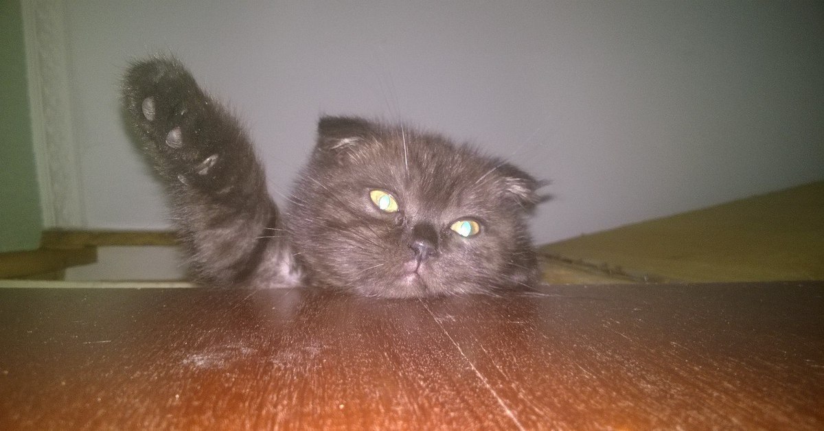 Котенок зигует. Зигующий кот. Кот кинул зигу. Фашистский кот. Кот кидает зигу.