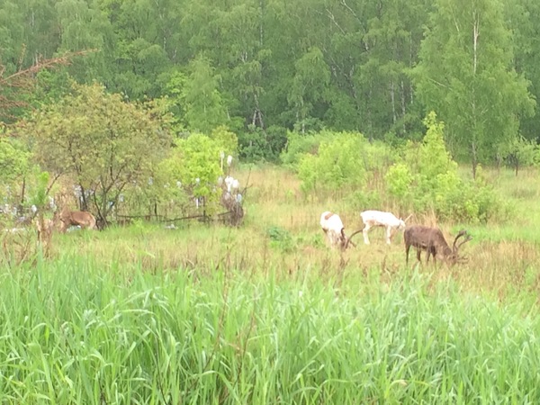 Кого только не встретишь в Подмосковных лесах