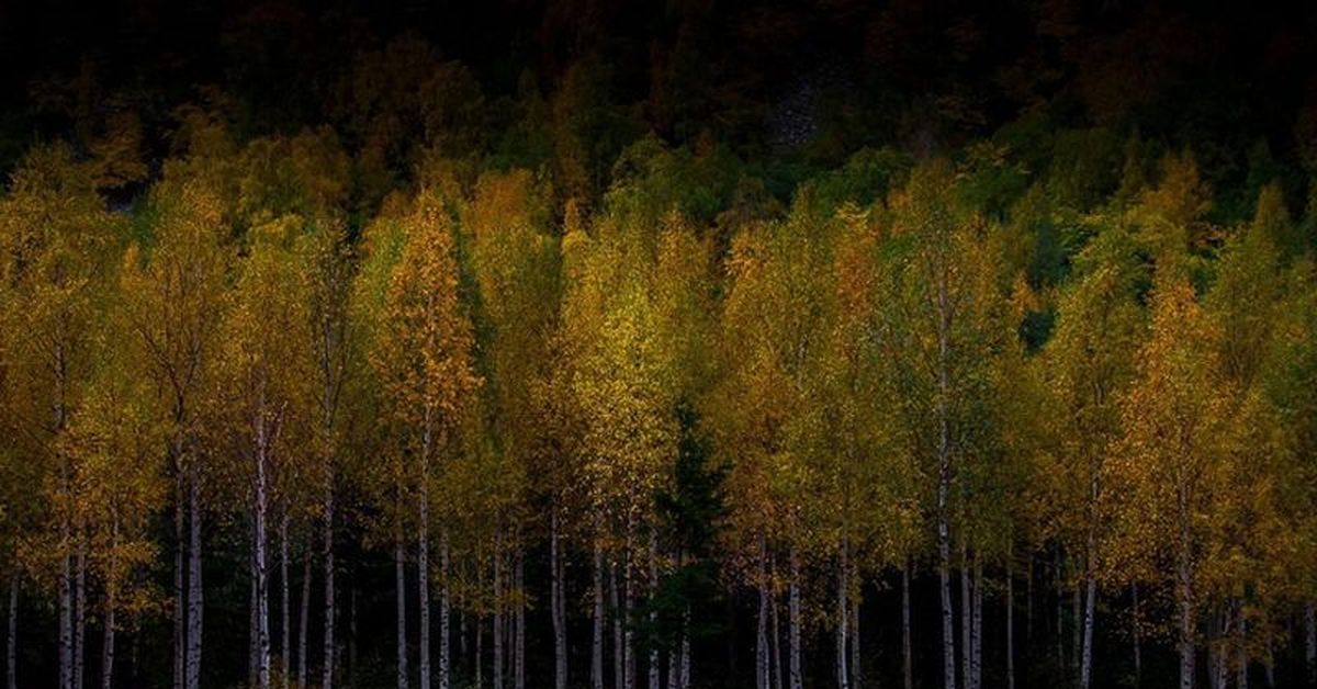 Спящий лес. Спать на дереве. Деревья спят ночью. Деревья спали и только. Дерево каторие листи ночью спят.