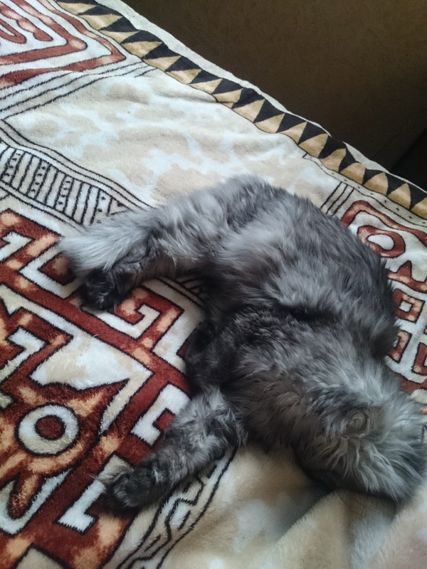 Кошка сломалась.