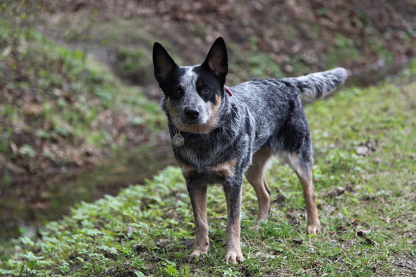 Бали, Австралийский Хилер