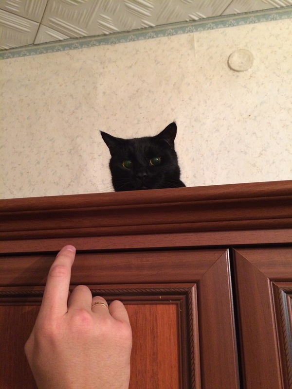 Лицо кота, когда не узнает хозяина