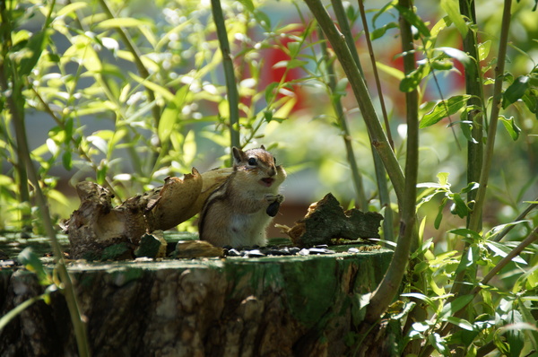 "�������� ����" ������������