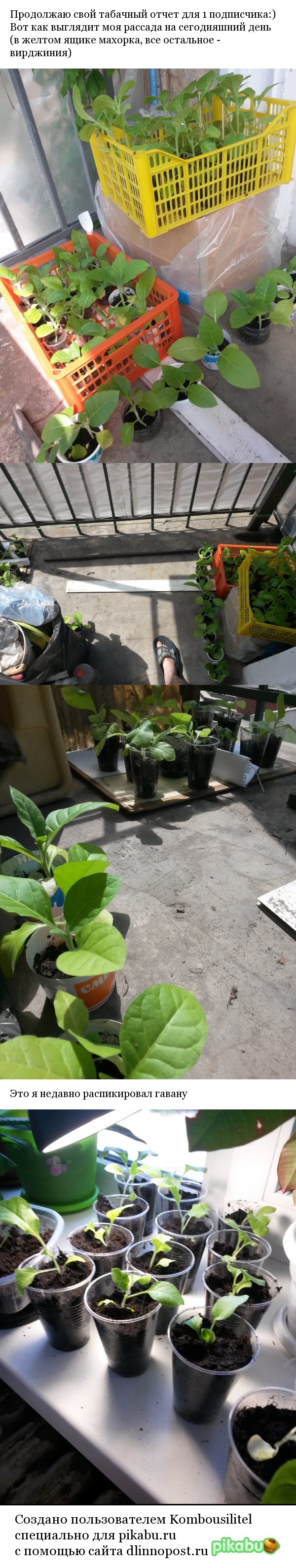 Выращиваем табак №3