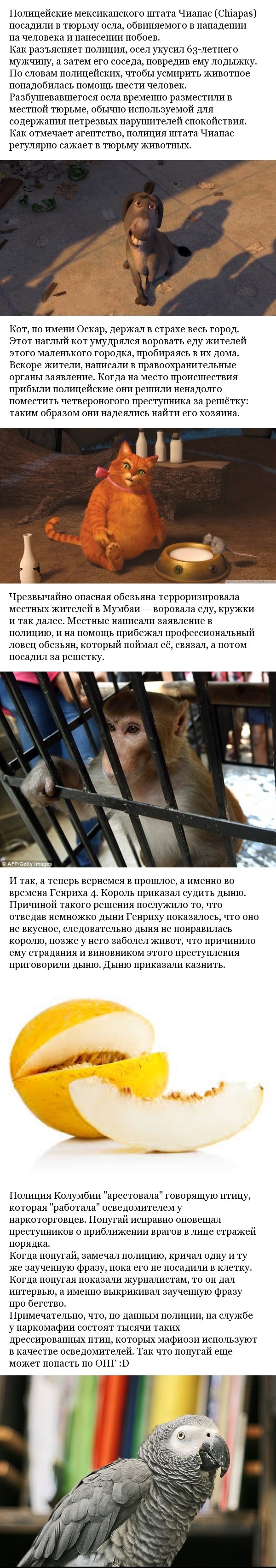 Животные, которых посадили в тюрьму.