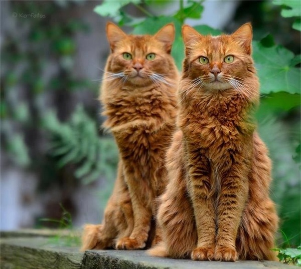 ������ �������� ���� ���������